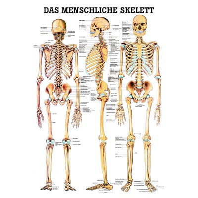 Anatomische Lehrtafel, Das menschliche Skelett